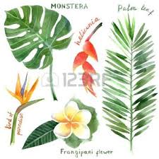 Feuille De Palmier Banque D Images Vecteurs Et Illustrations Libres De Droits Feuille Palmier Dessin Feuille Dessin Ile