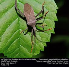 Much of the time, it will be a small number of pests, however now and again, a single. How To Get Rid Of Leaf Footed Bugs Naturally Diy Remedies Bugwiz