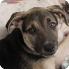 Our german shepherds are extremely much a significant part of our life and all of them get a special time with us. Naperville Il German Shepherd Dog Meet W Pups Whiskey A Pet For Adoption