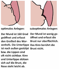 Diminutiv von lateinisch mamma brust; Das Korrekte Anlegen Des Babys Still Lexikon