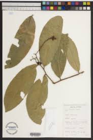 Image result for Campylospermum densiflorum