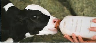 Baby Cow Baby Cows Dairy Cows Cow