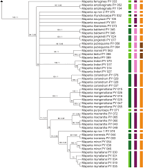 Image result for Hypolytrum heteromorphum