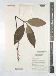 Image result for Pentadesma reyndersii