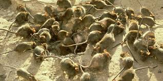 Image result for horde of rats