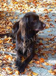 Image result for německý ohař dlouhosrstý