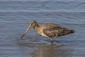 Image result for Limosella maior