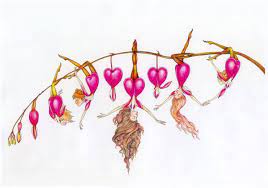 Fairy Poems And Poetry By Poets From Around The World Flower Of The Bleeding Heart Bleeding Heart Flower Bleeding Heart Flower Drawing
