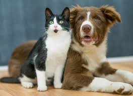 While it may seem that cats have the good life, lounge around all day, sleep in the sun, and more, there it can help your cat to overcome any anxious behaviors that they may have, or any joint or muscle pain that they may be experiencing. What S The Latest On Using Cbd For Pet Anxiety And Pain Petmd