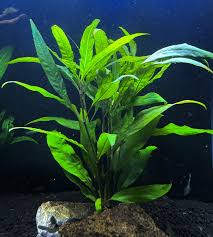 Image result for Hygrophila uliginosa