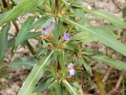 Image result for Hygrophila schulli
