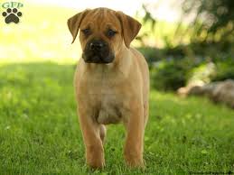 Black Boerboel Puppies For Sale African Boerboel Puppies For Sale Greenfield Puppies Greenfield Puppies African Boerboel Puppies For Sale