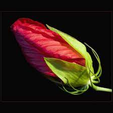 Red Bud Hibiscus Flower Pic Hi Res 720p Hd Hibiscus Flowers Hibiscus Red Bud