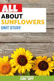All About Sunflowers Unit Study In 2020 Study Unit Flower Life Cycle Teaching Elementary