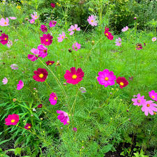 Image result for Cosmos bipinnatus