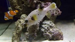 More images for dog face puffer fish » Dog Face Puffer Fish Youtube