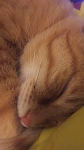 My tabby lost all his whiskers on one side one day. My Orange Tabby Has One Black Whisker Mildlyinteresting