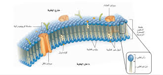 الأحياء المبسطه