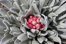 Image result for Helichrysum rhodellum