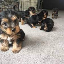 Find yorkshire terriers for sale in riverside, ca on oodle classifieds. 7 Best Yorkie Breeders In California 2021 We Love Doodles