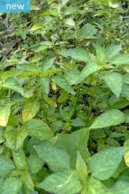 Image result for Acalypha bipartita