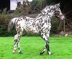 Woodend Snow King Knabstrupper Usa Rare Horses Rare Horse Breeds Horses