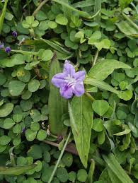 Image result for Spermacoce ruelliae