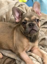 Find french bulldog in dogs & puppies for rehoming | 🐶 find dogs and puppies locally for sale or adoption in toronto (gta) : 11 Week Old French Bulldog Named Carol Needs Surgery Masslive Com