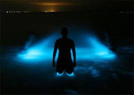Bioluminescent Bay Puerto Rico Fajardo Natural Glow Australia S Amazing Bioluminescent Lake Webecoist Bioluminescent Bay Bioluminescence Places To See