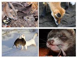 Quei dannati topi sono molto più furbi di quanto credi, si ripeteva markus, mentre disarcionava dalla schiena l'uomo ratto, scagliandolo in mezzo alla stanza. Chi Mangia I Topi Dagli Animali