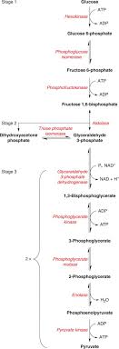 The anaerobic energy pathway involves the complete breakdown of glucose, as well as fats and protein. Anaerobic Metabolism An Overview Sciencedirect Topics