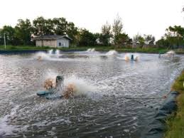 Kincir Pada Budidaya Udang Portal Agribisnis Indonesia