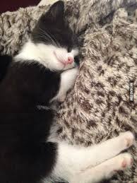 Bf S New Kitten Sleeps With Her Paws Underneath Her Head Sleeping Kitten Cats Beautiful Cats