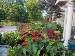 Image result for Clerodendrum fasciculatum