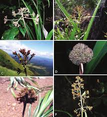 Image result for Hypolytrum goetghebeur