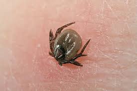Ticks La West Vector