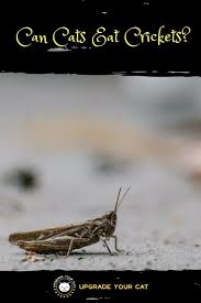 The cat's nature is curious and always intrigued by moving things. Can Cats Eat Crickets Upgrade Your Cat Cats Cat Health Signs Cat Health Care