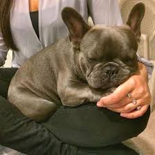 Thank you for inquiring about our akc registered bullmastiff puppies and french bulldog puppies. Inexpensive Dog Boarding Near Me Bulldogs French Bulldog Funny French Bulldog Facts Bulldog