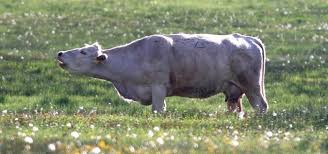Cow Moo Sound Free Sound Effects Animal Sounds Halloween sound effects — background music for horror videos (scary stormy night) 03:59.