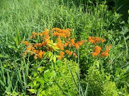 Butterflyweed Asclepias Tuberosa This Is A Pollinator Magnet Do Not Attempt To Divide Or Transplant Start Y Plant Nursery Asclepias Tuberosa Native Plants