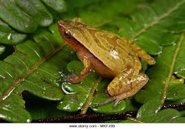 Kini miha nika terus dicari untuk dilakukan penyelidikan oleh pihak kepolisian, apa dirinya masih berada di bali atau sudah pulang ke negaranya rusia. Malagasy Climbing Rain Frog Plethodontohyla Mihanika Andasibe Perinet Alaotra Mangoro Region Madagascar Stock Photo Alamy