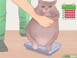 They wanted the cats to lose enough weight to be noticeable but not enough to put their health at risk. 4 Ways To Put Your Cat On A Diet Wikihow