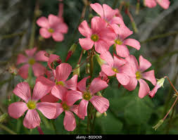 Image result for Oxalis semiloba