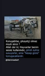 Gelmemeye Giden Adam Adli Kullanicinin Galerimden Islami Panosundaki Pin Hayvan Haklari Hayvanlar Hayvan