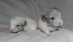 We did not find results for: Chinchillas For Sale In Southern California Chinchillas For Sale Riverside California Chinchilla Cute Animals Baby Chinchilla