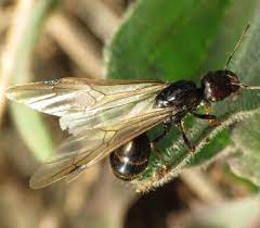 On point provides same day services to most residential pest issues. Home Wautoma Carpenter Ants Asian Beetles And Rodent Control