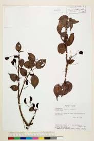 Image result for Rourea minor