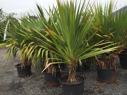 Image result for Pandanus utilis