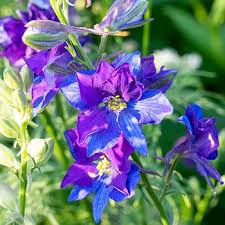 Pin On Gardening
