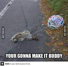 Get Well Soon Mr Raccoon 9gag